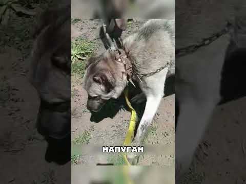 Волчонок прижался к алабайке 😭🐺🐕