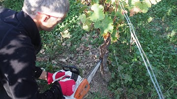 Curetage: vine surgery for Esca in action with François Dal