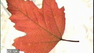 2008 - 601 Autumn ID (05s)