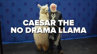 Meet Caesar the No Drama Llama!