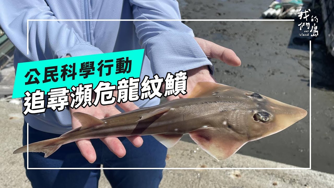 追尋龍紋鱝(龍紋鯊)｜是漁民也是公民科學家！守護海洋生態危機 (公視我們的島 第1285集 2024-12-09)