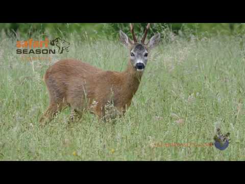 Wildlife wonders of