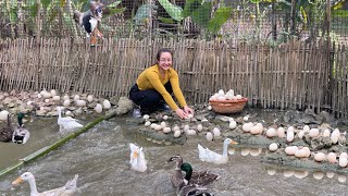 Harvest duck eggs on the farm to sell at the market, cook & take care of pets