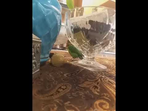 نیلا و فندق در حال حمام کردن