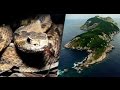 la Isla de las Cobras: La isla Más PELIGROSA  Del MUNDO que Brasil prohibió visitar|