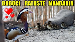 Au ieșit BOBOCII de RAȚĂ MANDARIN ! Câte rățuște sunt ?