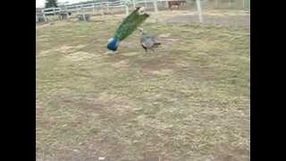 turkey  vs  peacock