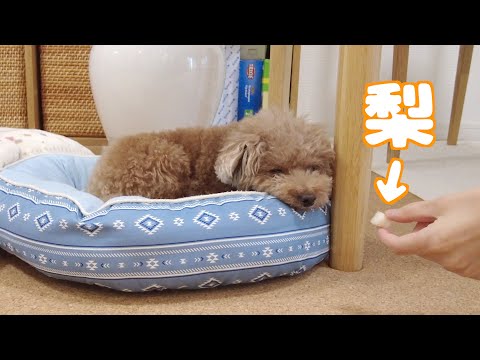 寝ている愛犬の前に梨を差し出したらこんな反応されましたｗ