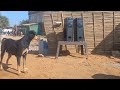 Funny street Dogs reaction