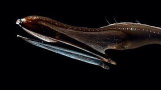 Facts: The Gulper Eel (Pelican Eel)