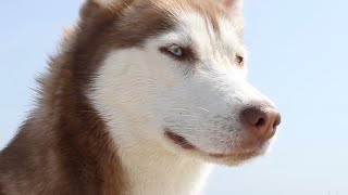 RIP Laika the Husky by gardea23 47,673 views 1 year ago 2 minutes, 45 seconds