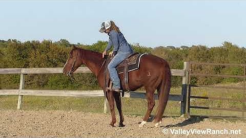 Playboys Kit Kat - turns, easy jog, lope-offs, big stops! - ValleyViewRanch.net