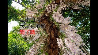 2018 台南白河天宮石斛蘭( 日本天宮石斛) 開了嗎? | 賞花最前線