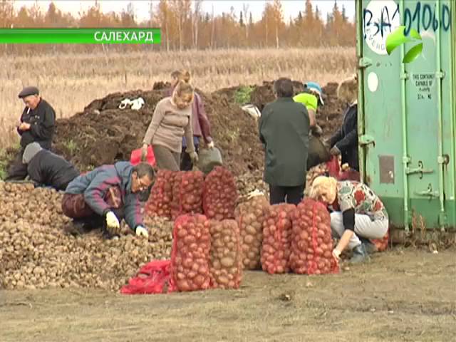 Урожайность картофеля у двух фермеров. Картофель на Ямале. Рекордный урожай картофеля Аляска. Салехард кий картофель. Урожай 90.