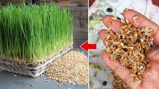Cách trồng cỏ lúa mì