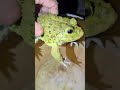 Funny Frog Escape 😂 WAIT... What Is That! NO WAY 💀