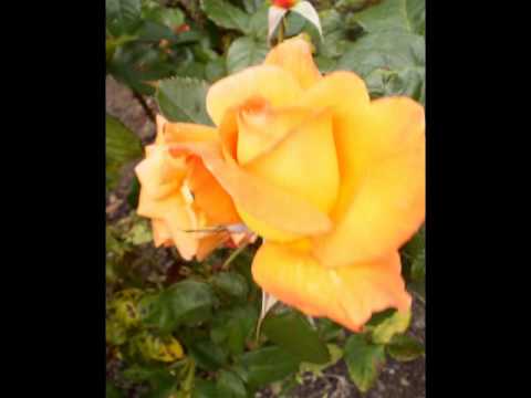 Jerzy Fiedorczuk-Magdalena(podaruj mi podaruj...)