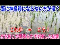【田んぼの藻】モゲトン無しで水面の藻を除去しました 水を抜いたり雨に期待する方法 30代米作り奮闘記#219
