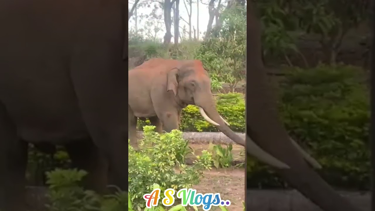 Elephant's Garden Visit..