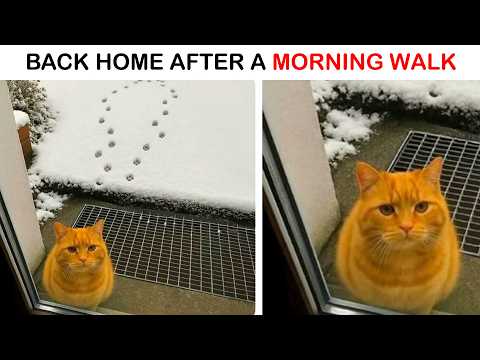 Cat Memes That Prove Cats Are Simply the Best