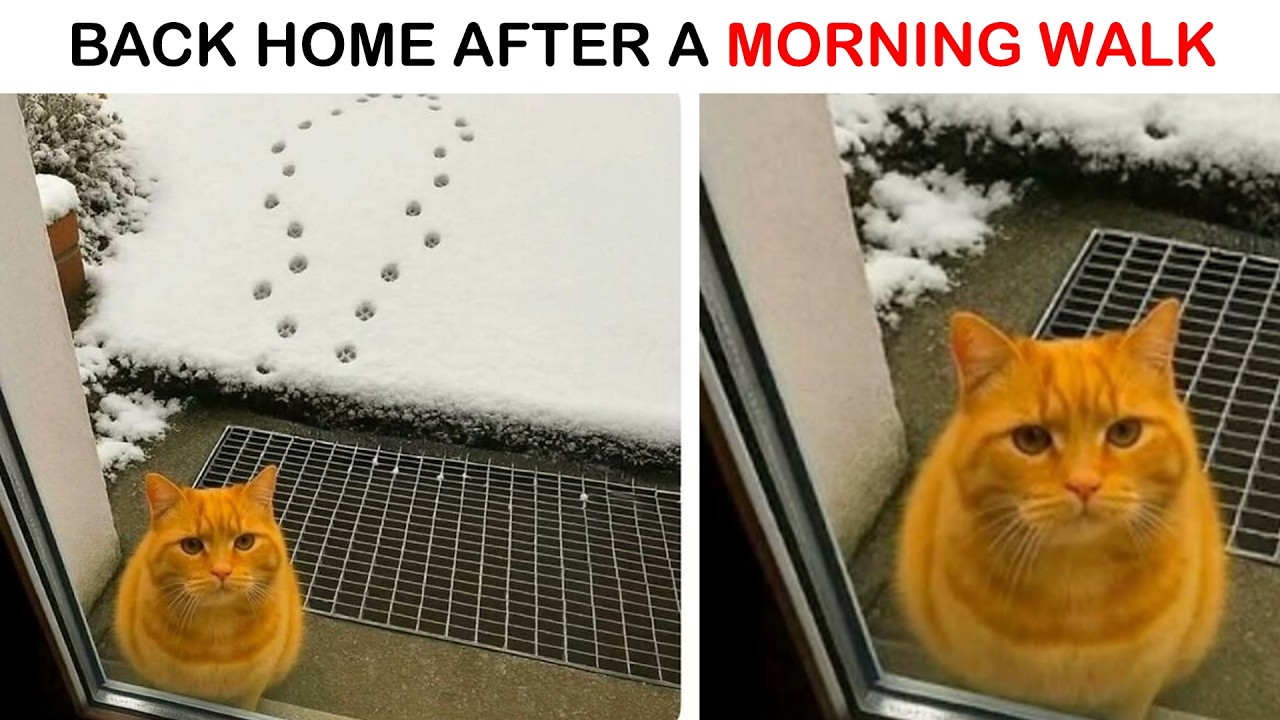 Cat Memes That Prove Cats Are Simply the Best