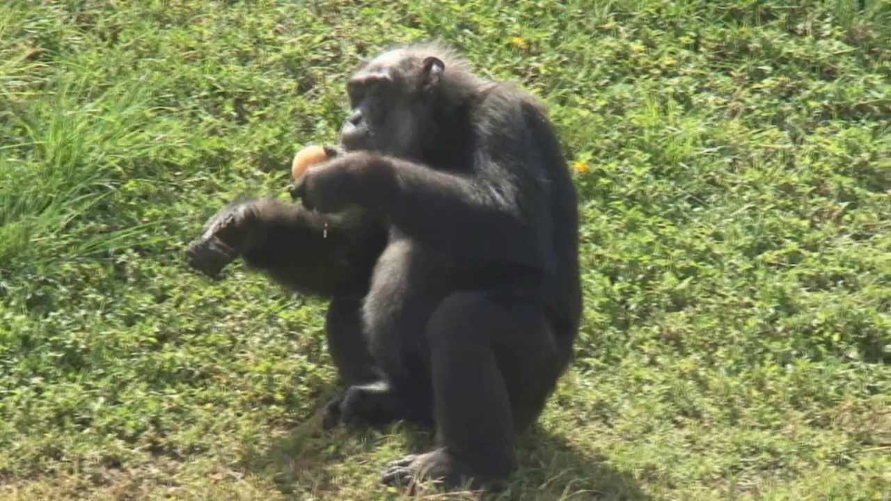 lion country safari chimpanzee