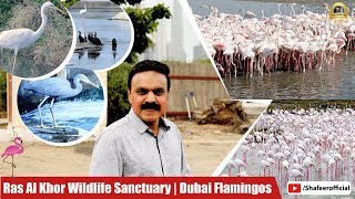  Ras Al khor Wildlife Sanctuary Dubai | flamingos in dubai | Things to do in DUBAI