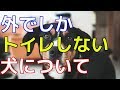 【愛犬のための知識】外でしかトイレしない犬について【犬を知る】