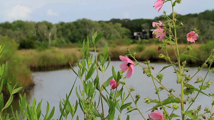 Egan's Greenway: Amelia Island, Florida