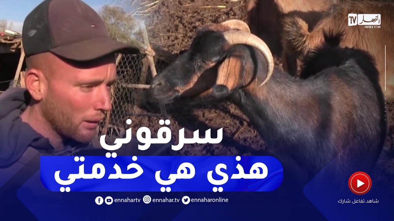 عملية سطو على 42 رأسا من الغنم ببلدية أولاد خالد في سعيدة