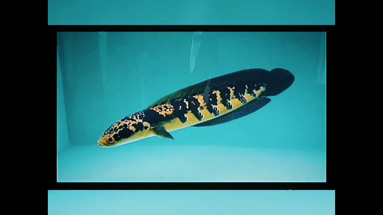 Maruliodies yellow (sentarum) 