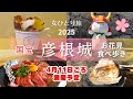 4/4撮影 2025年【女ひとり旅】🌸桜×城×食べ歩きで大満足な彦根城日帰り旅｜近江牛を食す｜