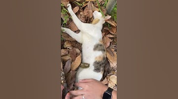 Cat Sleeping Under the Leaves || ViralHog