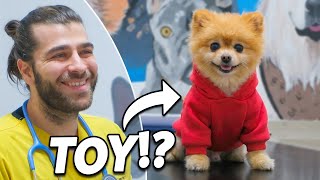 Oyuncak Mı Yoksa Gerçek Mi? Sevimli Köpeğin Deri Problemleri