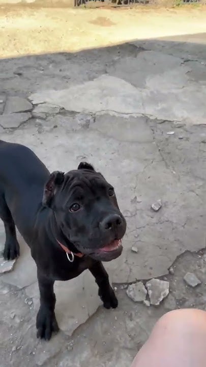 наша собака 🐶🐕 - YouTube