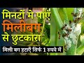 मिनटों मे पाएं मिलीबग से छुटकारा | Mealybug Treatment In Hindi | Mealybug Ka Ilaj Aur Kaise Hataye