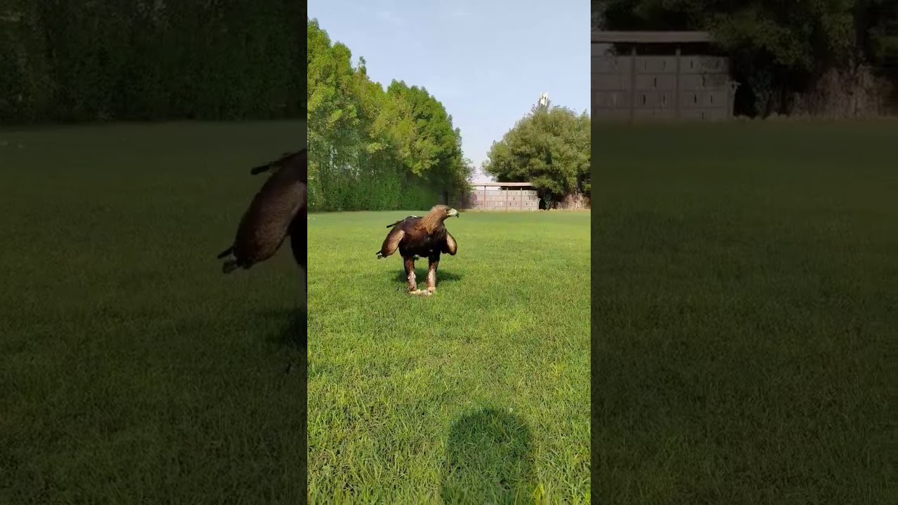 'The Running Golden Eagle' at Dubai Safari Park Birds Of Prey Show 