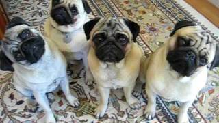 Pug Head Tilt X 4