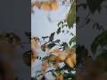 Wildlife Photography With Adcome 8x Telephoto Zoom Lens || Adcome 8x Telephoto Zoom Lens Review