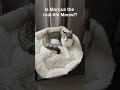 Marcus vs Meowl 🐱 | Who’s cuter?