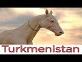 Ахалтекинская лошадь. Туркменистан / Akhal-Teke horse. Turkmenistan