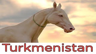 Ахалтекинская лошадь. Туркменистан / Akhal-Teke horse. Turkmenistan Ахалтекинская лошадь. Туркменистан / Akhal-Teke horse. Turkmenistan