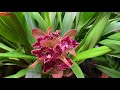 Цветение Cymbidium продолжаться ))) безымянный зелёно-желтый красавец и цимбидиум Дикий кот ))