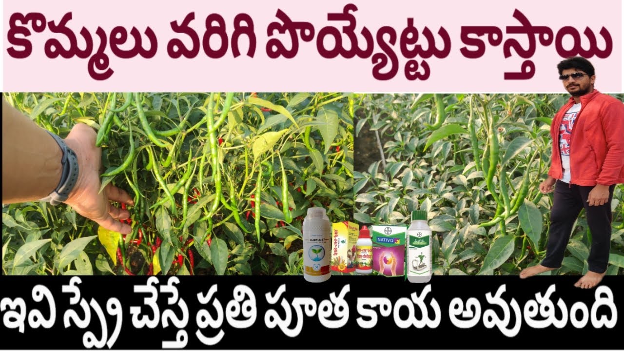 #మిరప తోట లో ప్రతి పూత కాయ అవ్వాలి అంటే ఏమి చెయ్యాలి. ఏమి స్ప్రే చెయ్యాలి? #mirchi