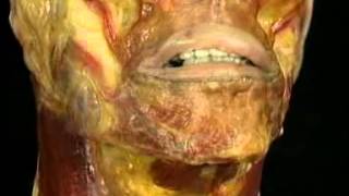 Анатомия человека. Мышцы лица и головы.(Видео не для слабонервных. Анатомия и физиология человека на сайте http://nauka03.ru., 2012-07-23T16:45:55.000Z)