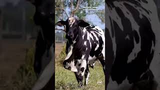 Genética Do Nelore Pintado