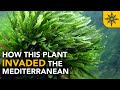 How This Plant INVADED the Mediterranean Sea