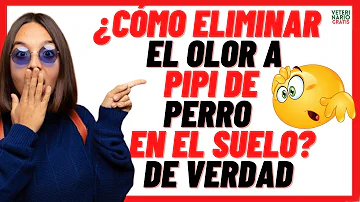 ¿Cómo elimino el olor a orina y caca de perro de mi casa?