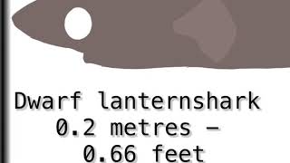 Shark size comparison