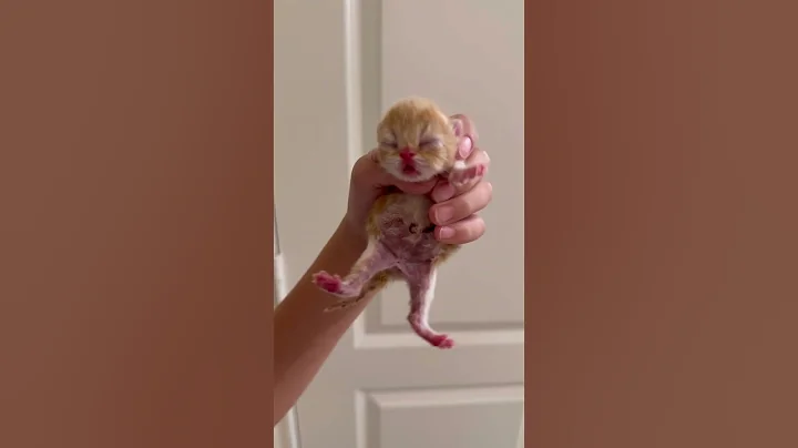 Video 11640281: exotic shorthair kitten, newborn tiny kitten, cfa